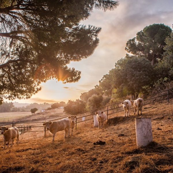 Imagen del entorno natural que rodea a Asador La Perdida